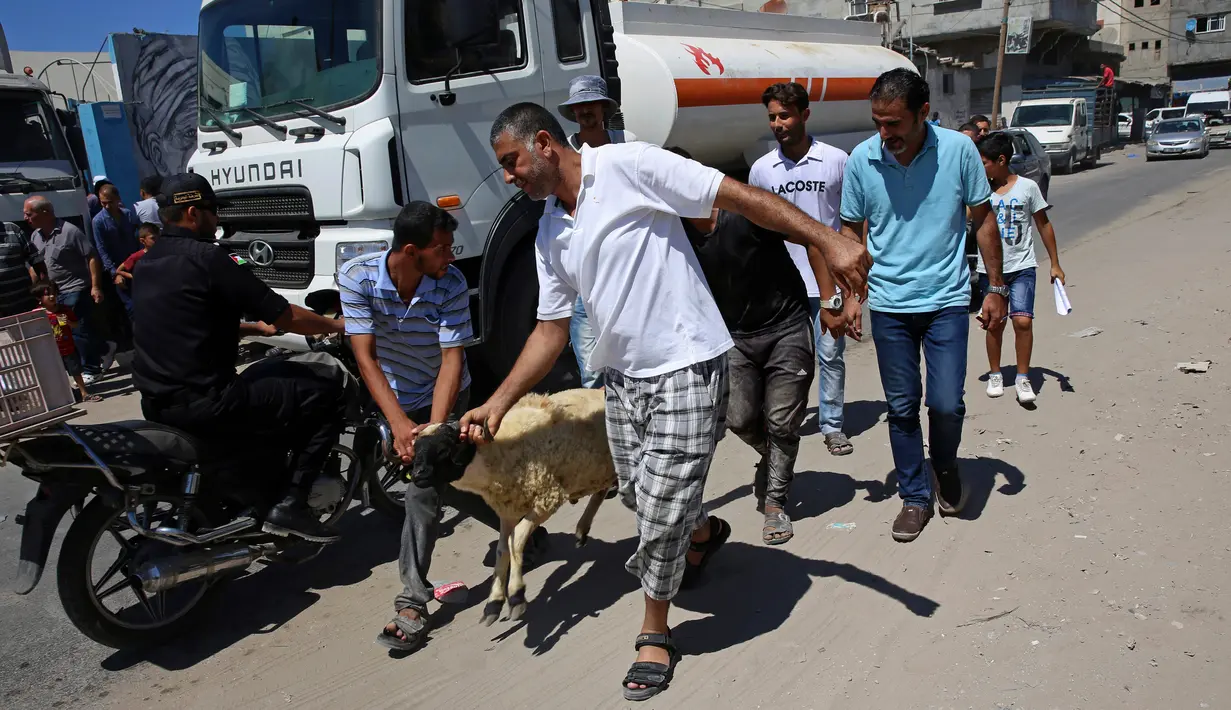 Warga membawa domba yang diberikan yayasan Zakat di Amerika untuk merayakan Hari Raya Idul Adha di kantor UN Relief Works Agency (UNRWA) di Shati Refugee Camp, Gaza, (29/8). UNRWA membagikan ratusan ekor domba ke pengungsi Palestina. (AP Photo/Adel Hana)