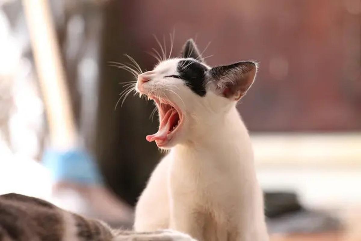Ini Alasan Kucing Kerap Meracau