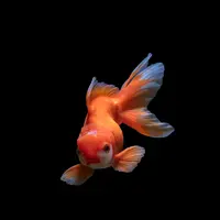 Melihat keindahan ikan hias air tawar paling populer di Indonesia yaitu guppy dan cupang./ Photo by zhengtao tang on Unsplash