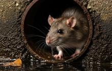 Petunjuk Rumah Anda Dihuni Tikus tanpa Disadari, Jangan Disepelekan Kehadirannya