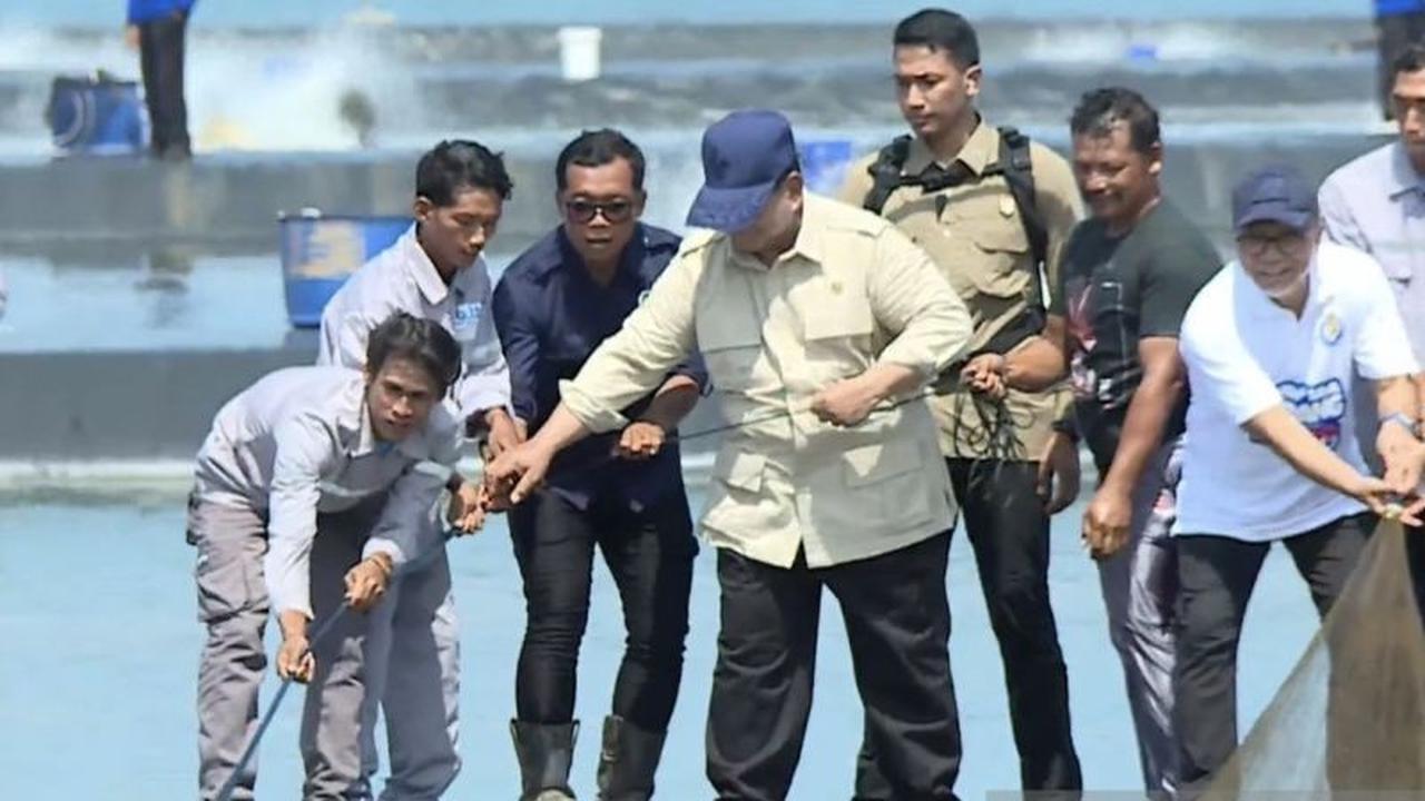 Presiden Prabowo Tinjau Panen Raya Udang Kebumen, Dorong Peningkatan Devisa Negara