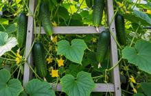 Cara Mengatasi Timun yang Banyak Bunga tetapi Gagal Berbuah, Sebuah Tips untuk Berkebun di Rumah