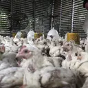 Harga Ayam Rp 40.000 per Kg di Pasar, Peternak: Ada Mata Rantai yang Harus Dibuka
