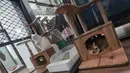Para pemilik memilih menitipkan hewan kesayangan mereka agar tetap mendapatkan perawatan yang layak saat ditinggal dalam jangka waktu yang lama. Tampak dalam foto, beberapa kucing peliharaan yang menginap di sebuah hotel khusus hewan di Jakarta Pusat, Kamis (19/3/2026). (merdeka.com/Arie Basuki)