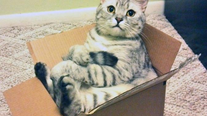 Pernahkah Anda bertanya-tanya, mengapa kucing sangat menyukai kotak? Ini ternyata alasannya