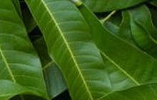 Rahasia Daun Mangga Muda, Dari Teh Herbal hingga Penyembuh Luka Bakar Alami