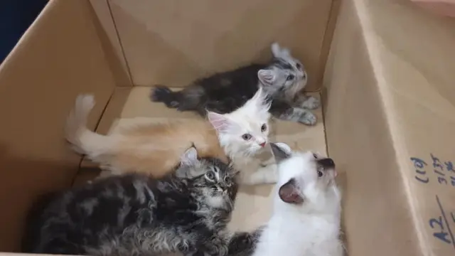 pria selundupkan 4 anak kucing di dalam celana (foto: Facebook ICA Singapore)