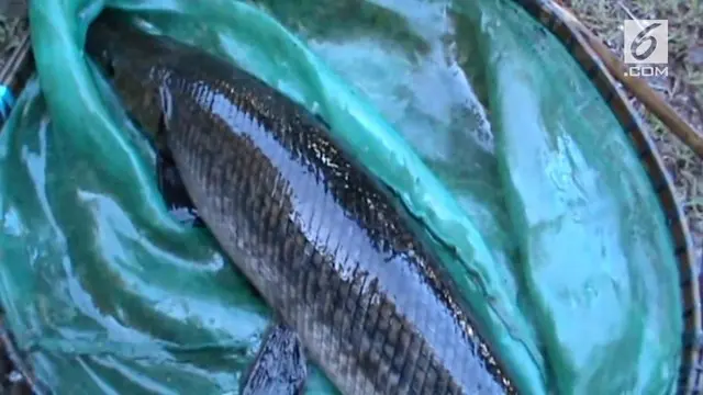 20 ikan Aligator diserahkan warga kepada Balaik Karantina Ikan untuk dimusnahkan. Diduga masih ada beberapa ikan Aligator yang belum diserahkan kepada petugas.