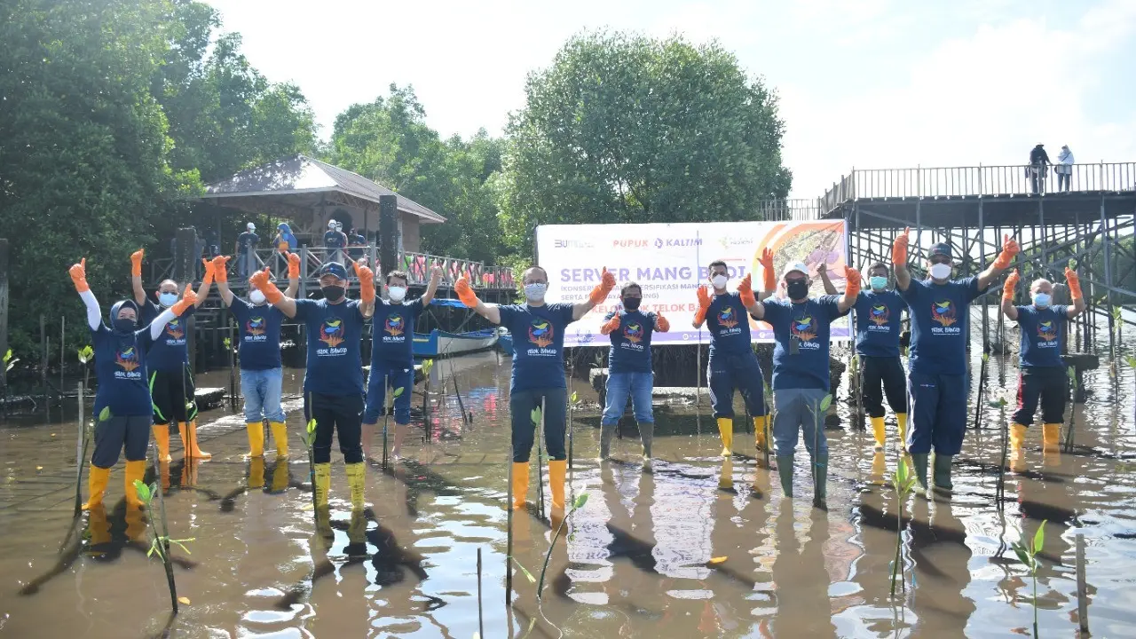 Program Diversifikasi Mangrove dan Budidaya Kepiting (Server Mang Budi) di Kawasan Telok Bangko Kelurahan Loktuan Bontang Utara oleh Pupuk Kaltim