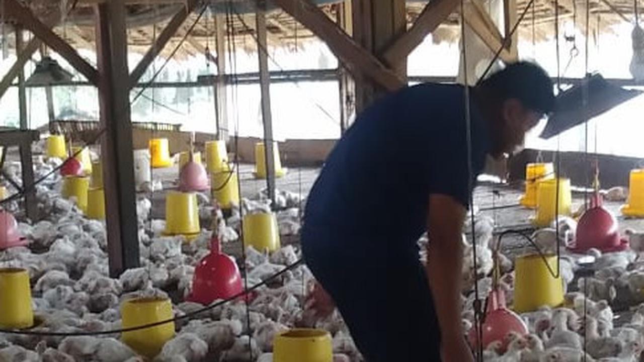 Antisipasi Peningkatan Permintaan Protein, Perusahaan Nutrisi Global Akusisi Perusahaan Indonesia