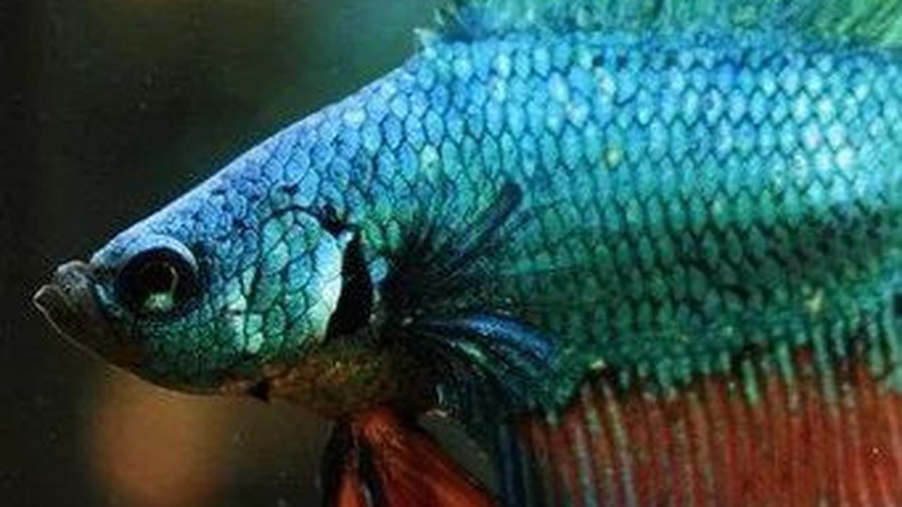 4. Ikan Cupang Double Tail
