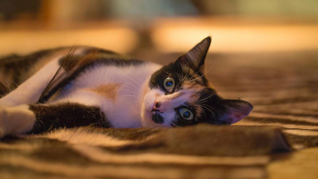 5 Tips Foto Kucing Jadi Idola