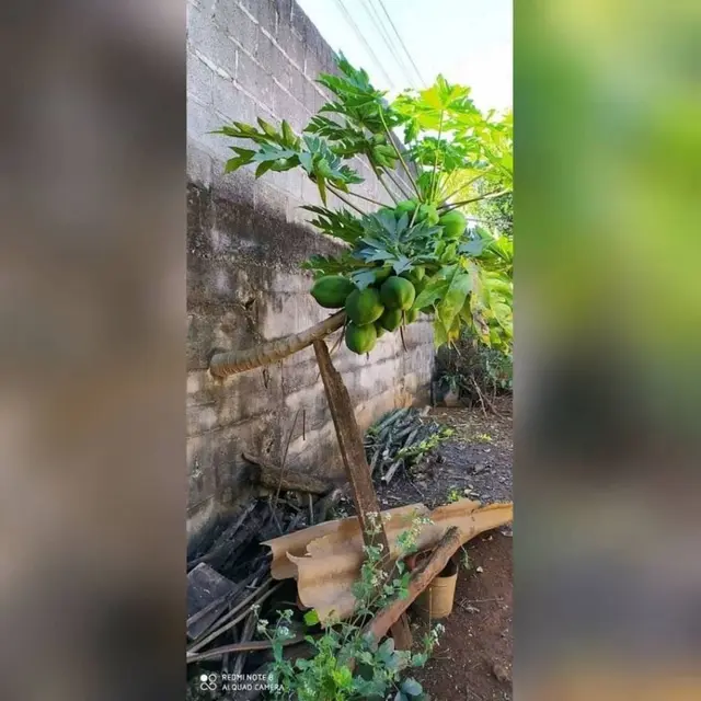 6 Potret Pohon Pepaya Tumbuh di Tempat Tak Terduga Ini Bikin Heran