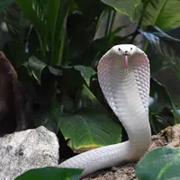 Seekor induk kobra leucistic monocled di kandang ular Kebun Binatang Planet Exotica, Royan, Prancis, Rabu (31/1). Bayi-bayi kobra leucistic monocled akan dipertunjukkan ke publik mulai tanggal 10 Februari. (MEHDI FEDOUACH/AFP)