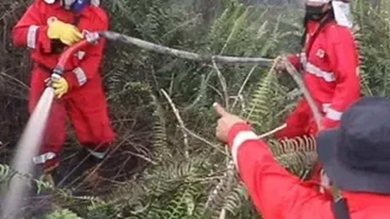 Pada hari penangkapan, tersangka membakar hasil tebasannya sedikit demi sedikit. Namun api cepat menyebar ke sekitarnya karena embusan angin dan bahan kering.