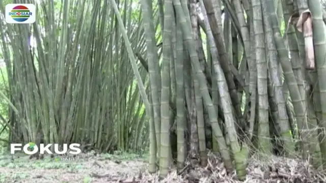 Wisata alam hutan bambu di Pagaralam, Sumatera Selatan, menyimpan pesona karena memunyai bambu dan tumbuhan lain yang langka.