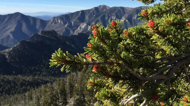 Pinus longaeva (wikimedia commons)