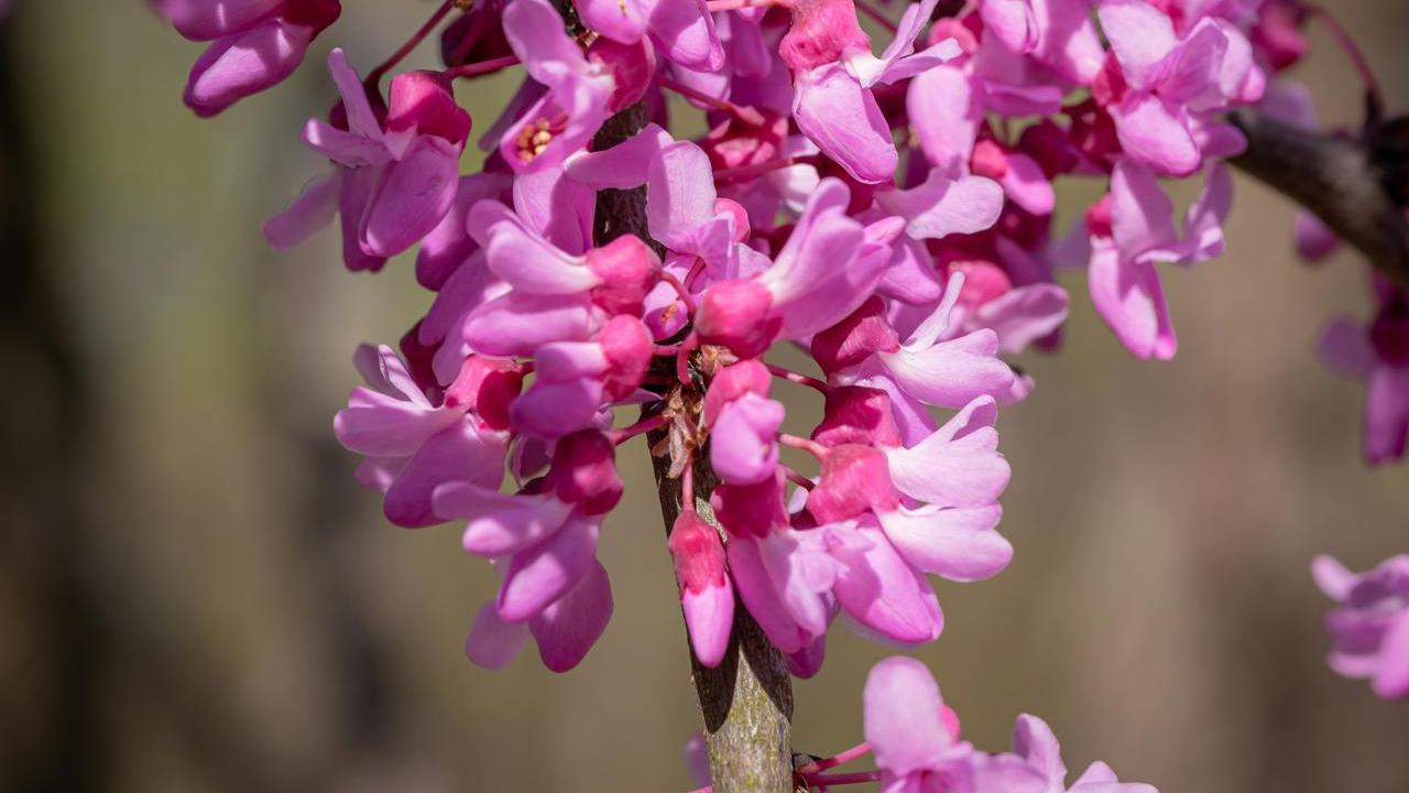 Ilustrasi Eastern Redbud