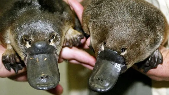 Platipus atau yang lebih dikenal dengan bebek berparuh dapat mendeteksi mangsanya meski diruangan gelap (AFP)