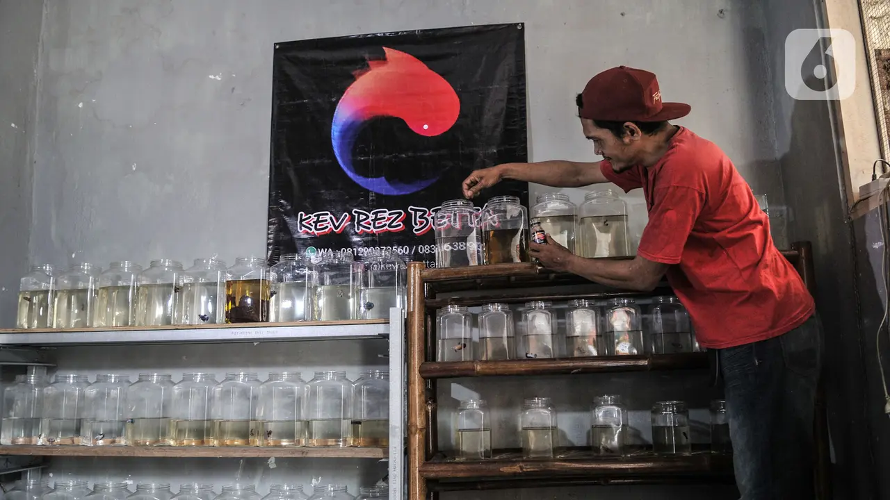 Bisnis Ikan Cupang Hias di Kala Pandemi