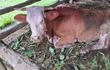 64 Ekor Sapi di Sragen Mati Terjangkit PMK, Ada yang Dipotong dan Dagingnya Dijual