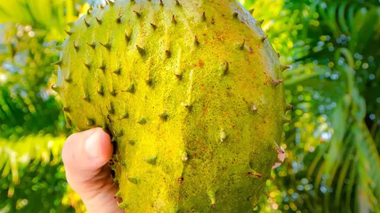 Cara Mematangkan Sirsak dengan Satu Bahan Saja, Empuk dan Lebih Nikmat