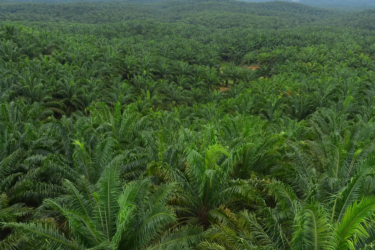 ISPO kembali menyerahkan sertifikat kepada 40 perusahaan kelapa sawit di Indonesia 5 diantaranya dikantongi anak perusahaan Astra Agro. (Foto: Astra Agro)