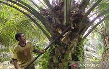 Harga TBS Sawit Kalsel Capai Rp3.437 per Kg di Akhir Februari 2026, Petani Optimis