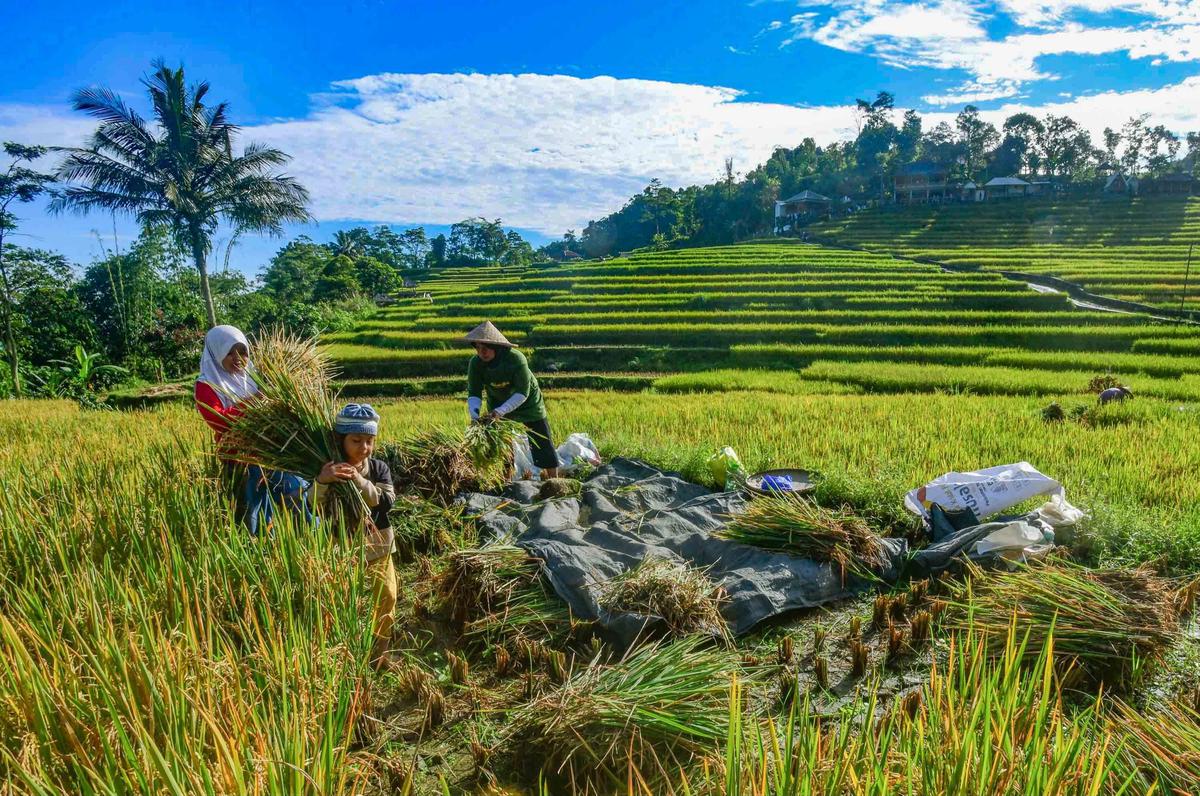 FOTO: Panen Padi di Terasering Cisalada