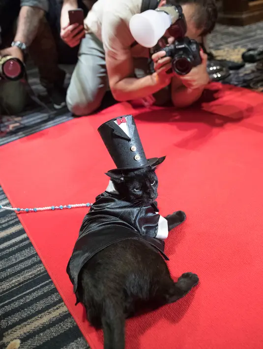 Fotografer mengambil foto Merlin mengenakan tuksedo tahun 1920 dan topi di atas karpet merah selama pertunjukan fashion show kucing di Hotel Algonquin di New York, AS (2/8). (AP Photo/Mary Altaffer)