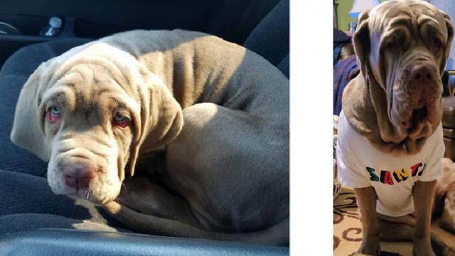 perbandingan hewan setelah dirawat manusia