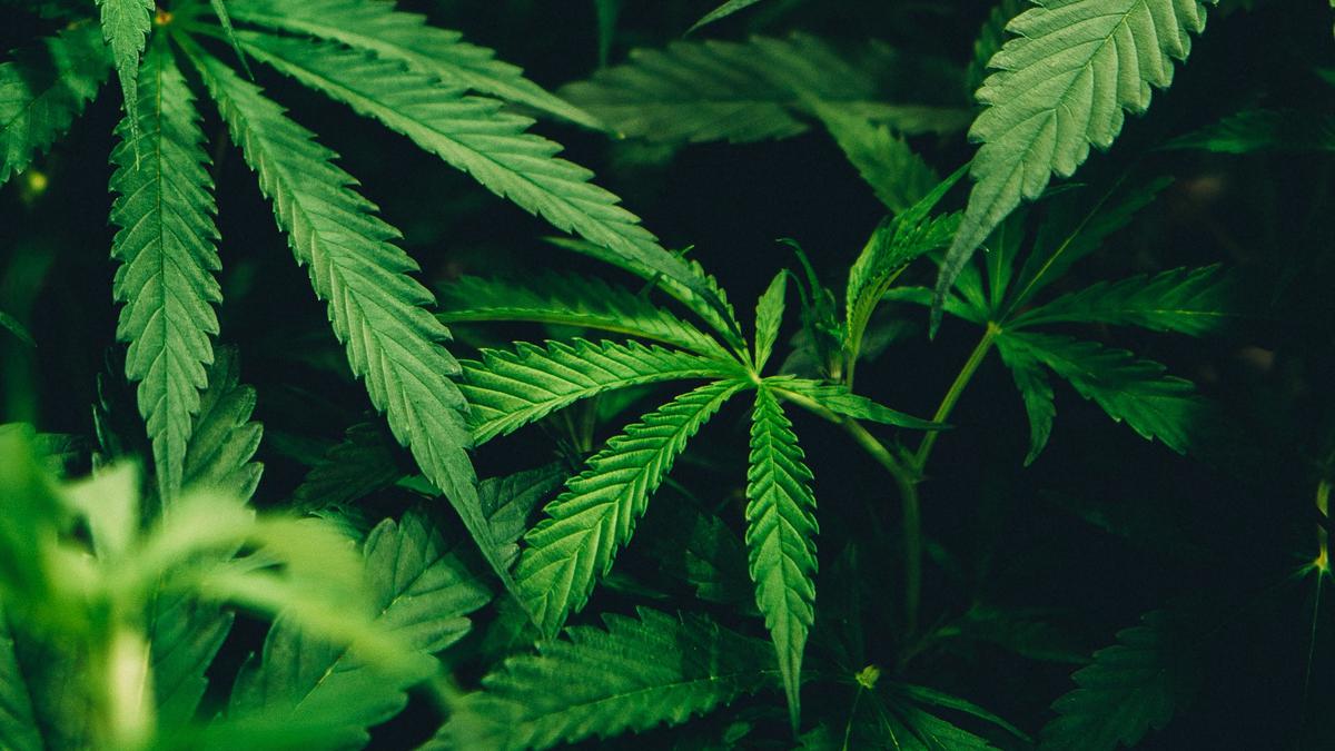 Thailand Perketat Aturan Ganja, Pembelian Wajib Sertakan Resep Dokter