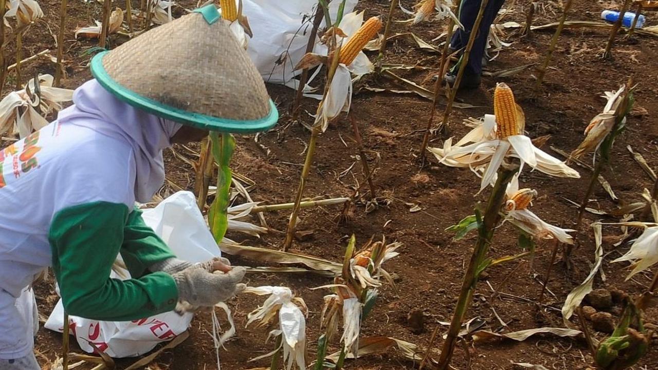 Pemanfaatan lahan tidur menjadi area food estate kebun jagung ini menjadi solusi yang tepat dalam mengatasi masalah ketahanan pangan di Indonesia. Foto: merdeka.com / Arie Basuki<br>