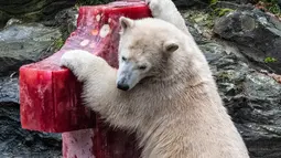 Beruang kutub Hertha memeriksa bongkahan es berisi ikan, buah, dan sayuran di Kebun Binatang Berlin, Jerman, Minggu (1/12/2019). Hertha mendapatkan hadiah tersebut bertepatan dengan ulang tahun pertamanya. (Paul Zinken/dpa/AFP)