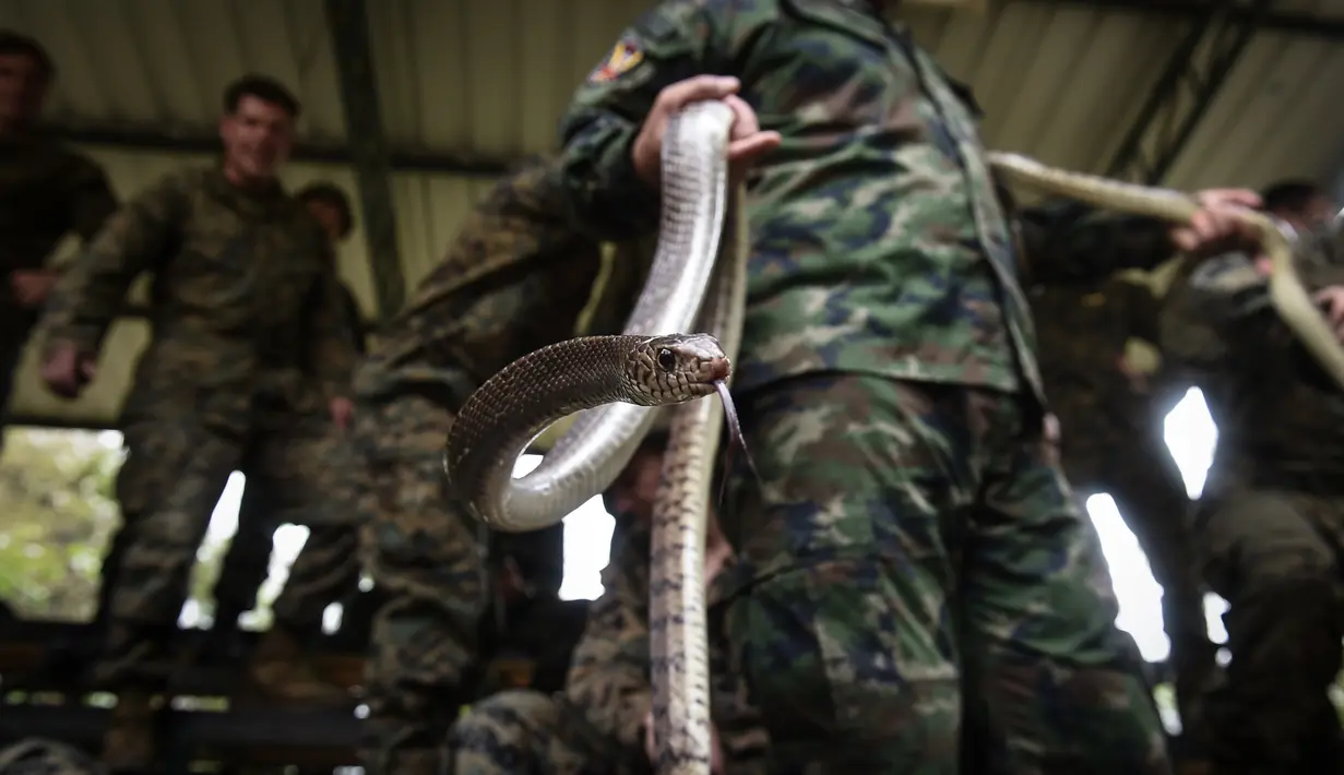 Marinir Thailand menunjukkan ular kobra yang digunakan saat latihan gabungan Cobra Gold di Chonburi, Thailand (19/2). Mereka diajarkan memakan hewan reptil seperti ular dan kadal hingga serangga untuk bertahan hidup di hutan.(AFP Photo/Lilian Suwanrumpha)