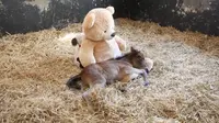 Di tempat penangkarannya, anak keledai itu mendapatkan benda untuk menenangkannya.