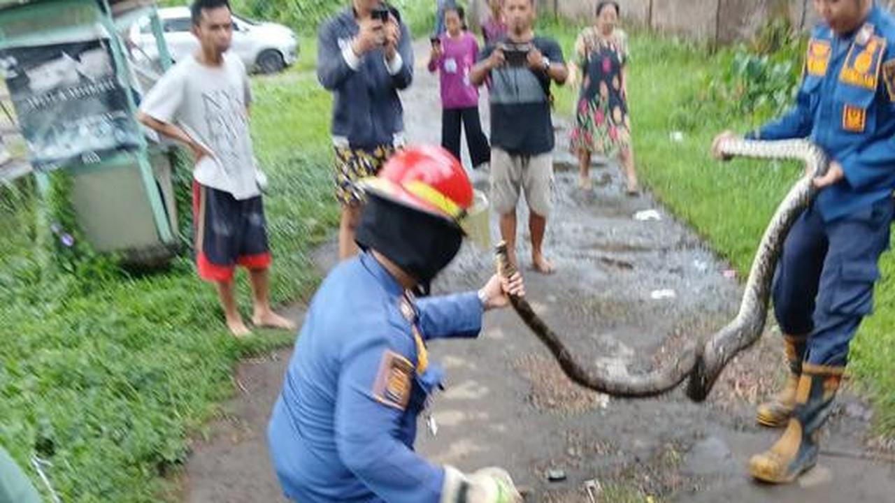 8 Tips Mudah Mengeluarkan Ular dari Ruang Sempit, Persiapan Menghadapi Musim Hujan