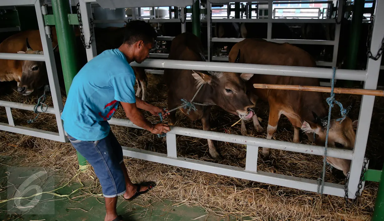 KM Camara Nusantara I di Dermaga 107 Pelabuhan Tanjung Priok, Jakarta, Jumat (11/12/2015). KM Camara Nusantara I membawa 353 ekor sapi asal NTT yang kemudian dibawa ke penampungan ternak Cibitung, Jakarta, Jumat (11/12/2015). (Liputan6.com/Faizal Fanani)