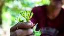 Cengkih atau cengkeh merupakan tanaman asli Indonesia, banyak digunakan sebagai bumbu masakan pedas di negara-negara Eropa, dan sebagai bahan utama rokok kretek khas Indonesia. (CHAIDEER MAHYUDDIN/AFP)