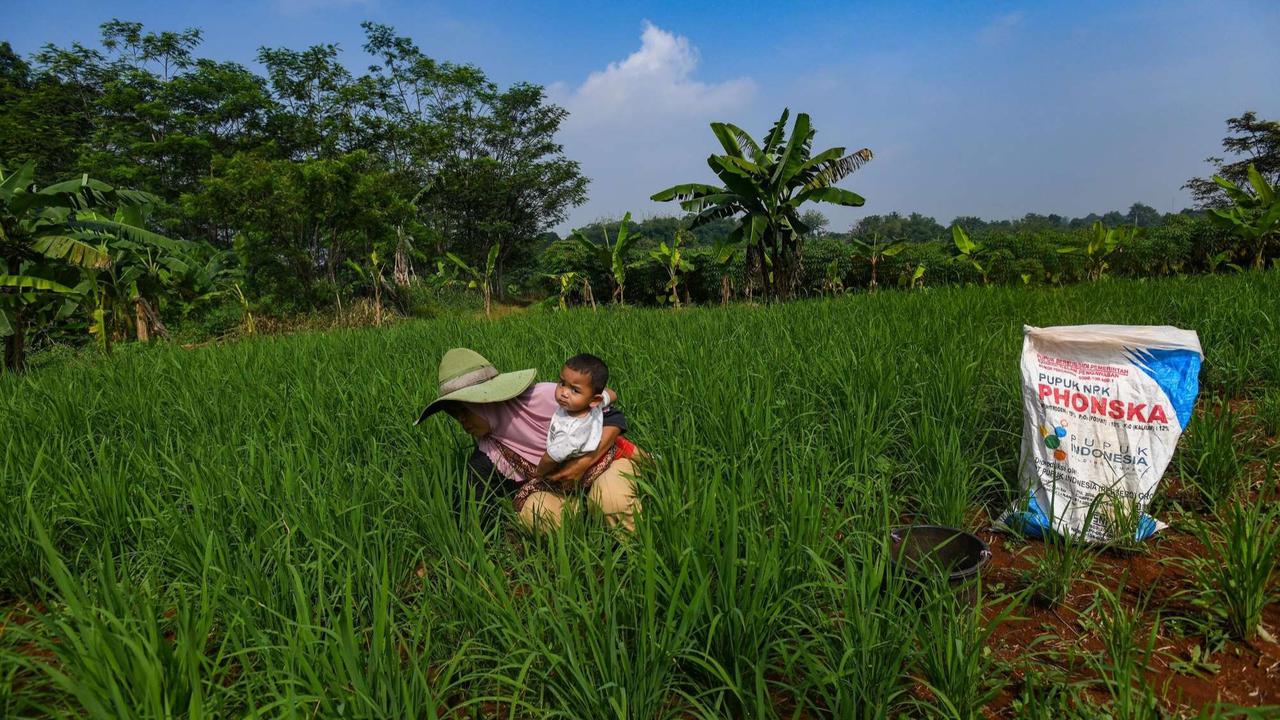 Distribusi Pupuk Subsidi ke Petani Mulai Lancar