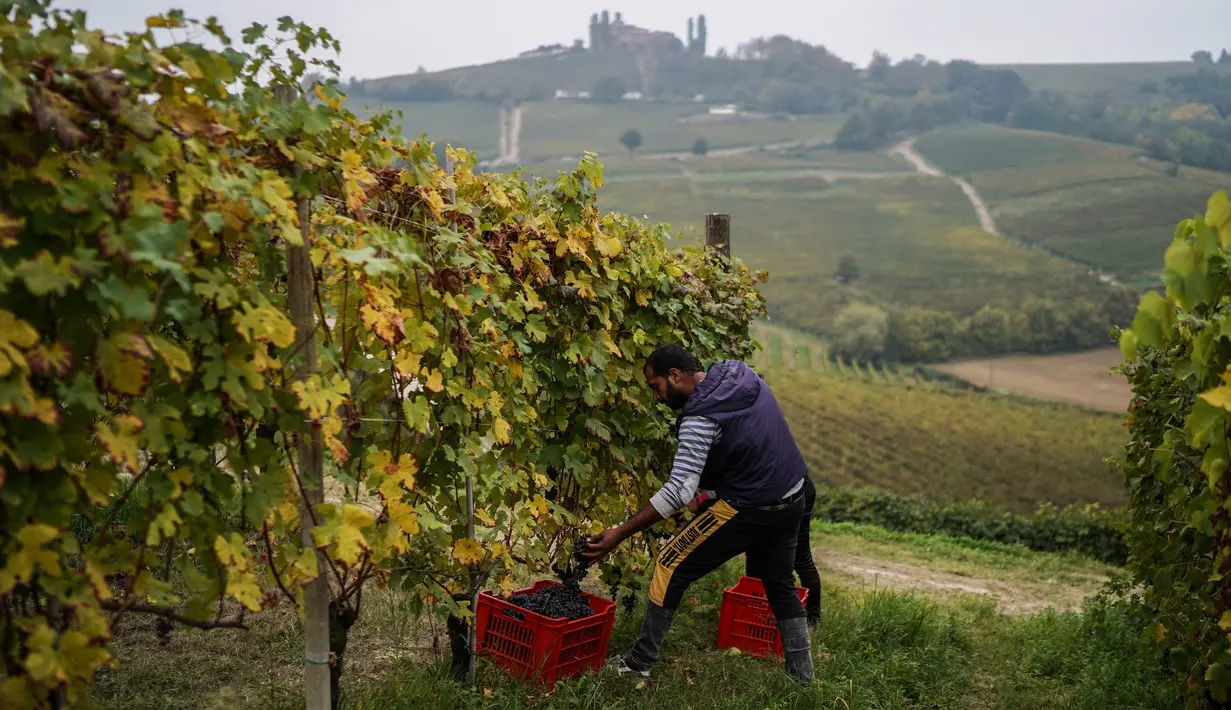 Seorang petani memetik anggur Nebbiolo, yang digunakan untuk membuat wine Barolo, selama panen di Barolo, Laghe Country side dekat Turin, Italia (14/9/2019). Anggur nebbiolo merupakan salah satu anggur terbaik Italia. (AFP Photo/Marco Bertorello)