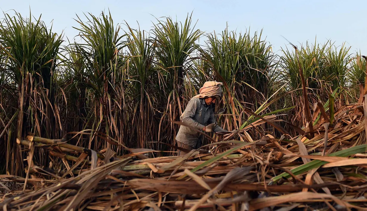 Seorang petani mengumpulkan tebu untuk dijual di pabrik gula di Modinagar di Ghaziabad, New Delhi, (31/1). Pemerintah India akan fokus pada sektor pertanian dalam anggaran tahunannya yang dirilis pada 1 Februari. (AFP Photo/Prakash Singh)