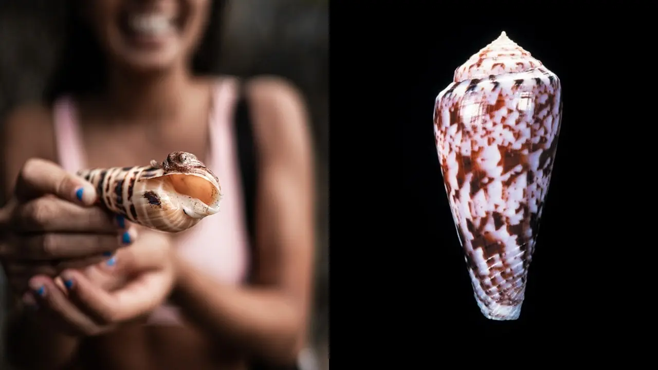 Siput Kerucut Laut