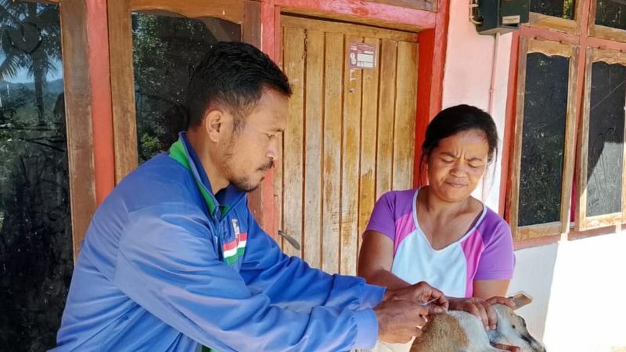 Tahukah Anda? Lebih dari Separuh HPR di Manggarai Barat Telah Divaksinasi Rabies, Jaga Labuan Bajo dari Ancaman Penyakit