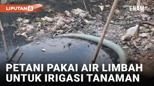 VIDEO: Terdampak Kekeringan, Petani di Brebes Gunakan Air Comberan untuk Airi Tanaman Bawang