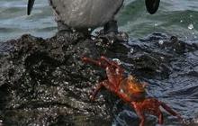 15 Hewan Langka yang Hanya Ada di Kepulauan Galapagos