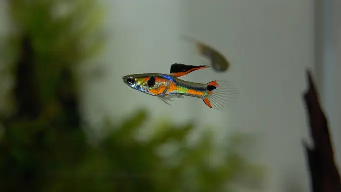 Hobi kokeksi Ikan Guppy