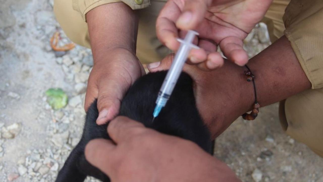 Banten Bebas Rabies Selama 14 Tahun Berkat Surveilans dan Vaksinasi Intensif