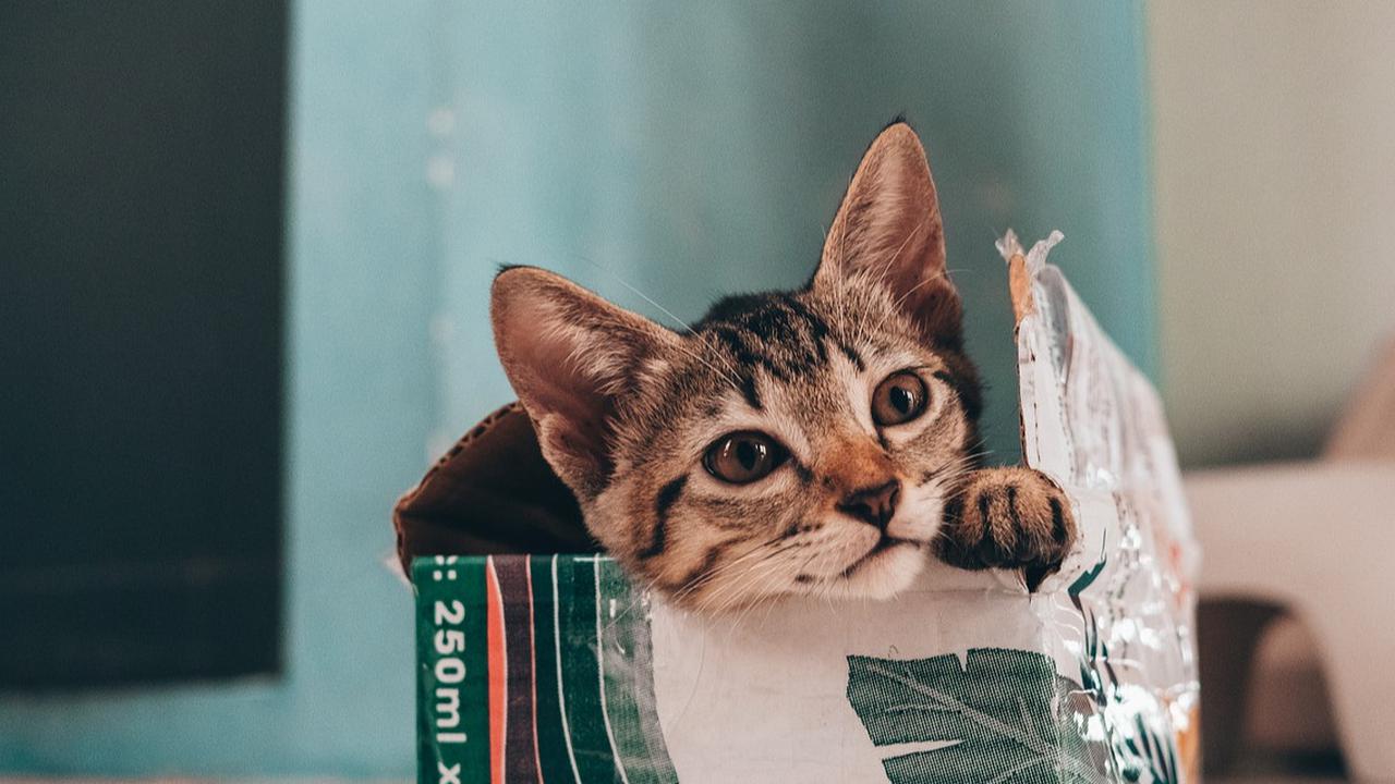 Apakah Bulu Kucing Bisa Menyebabkan Asma? Ini Penjelasan Lengkapnya