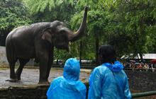 FOTO: Suasana Taman Margasatwa Ragunan Dibanjiri Puluhan Ribu Pengunjung di Hari Kedua Lebaran